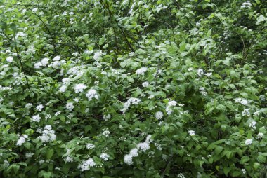 bahar ormanda çiçek açan