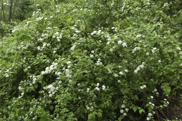 Цвітіння в весняному лісі — стокове фото