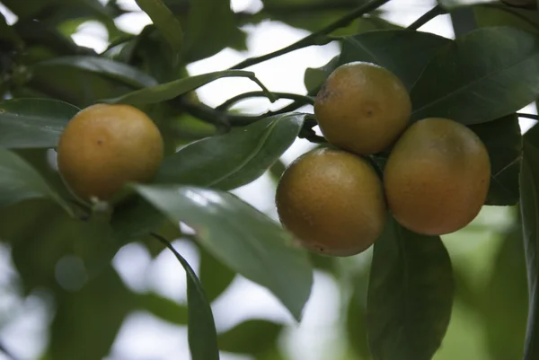 Pomarańczowe drzewa — Zdjęcie stockowe