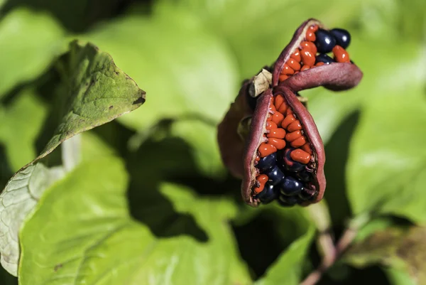 Fleur d'été exotique — Photo