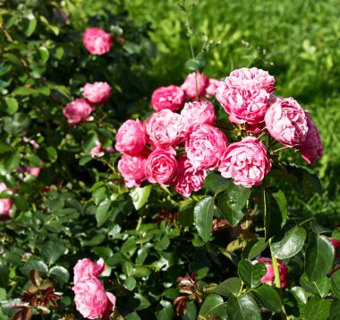 Bahçedeki kırmızı güllerin çalısı