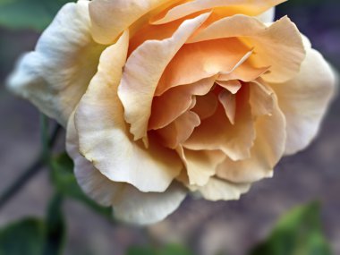 bulanık bir arka plan üzerinde sarı gül.