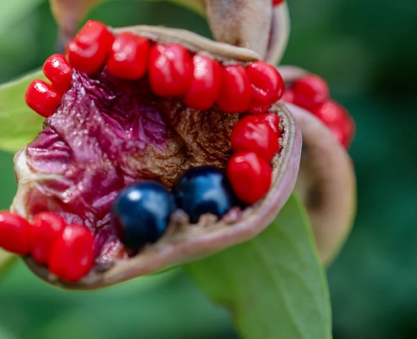 Los frutos de Paeonia anomala — Foto de Stock