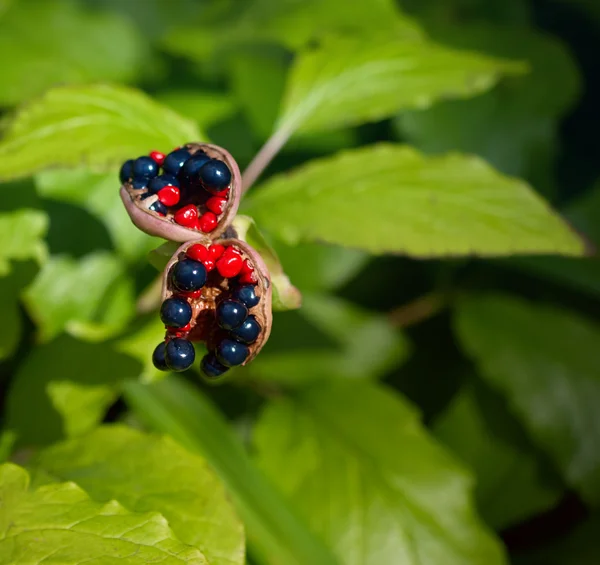 The fruits of Paeonia anomala — Stock Photo, Image