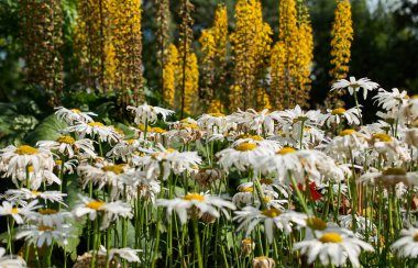blooming daisies alan
