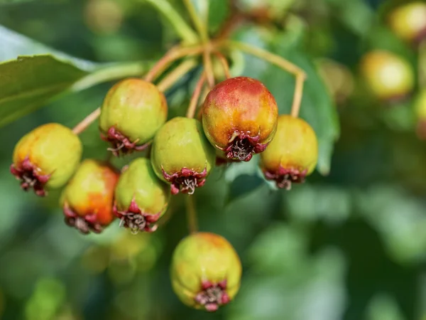 Frutas de maduración de primer plano viburnum — Foto de Stock