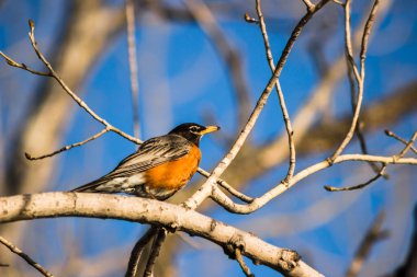 Amerikalı bir Robin (Turdus migratorius) ilkbaharın erken saatlerinde bir ağaç dalına tünemişti. Montreal, Quebec, Kanada 'daki Parc des Rapides' te çekildi..