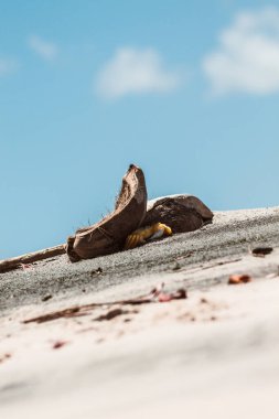 Kurumuş hindistan cevizi kabuğunun altında güneşten saklanan Atlantik Hayalet Yengeci (Ocypode quadrata). Brezilya 'daki Marau Bay' de çekilmiş. Namı diğer: Hayalet Yengeç, Grau, Siri Fantasma.