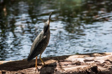 Bir çizgili balıkçıl (Butorides striata) bir gölün kenarında yürüyor. Salvador, Brezilya. Namı diğer: Mangrove Heron, Little Heron, Soc-boi, Socozinho.