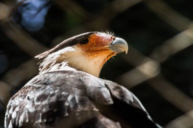 Güney Amerika 'nın yırtıcı kuşlarından biri olan Southern Crested Caracara (Caracara plancus), büyük bir pozda ve çevresini gözlemlemektedir. Nam-ı diğer araba, Carancho..
