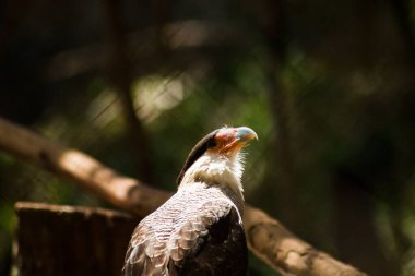 Güney Amerika 'nın yırtıcı kuşlarından biri olan Southern Crested Caracara (Caracara plancus), büyük bir pozda ve çevresini gözlemlemektedir. Nam-ı diğer araba, Carancho..