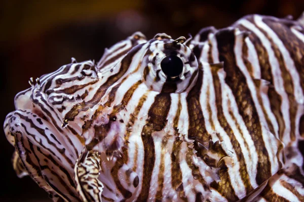 Close Head Red Lionfish Pterois Volitans Its Deep Dark Eye — Stock Photo, Image