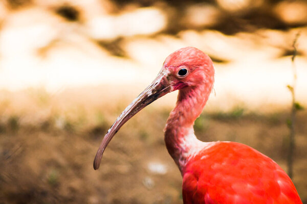 A Scarlet Ibis (Eudocimus ruber) with its long beak and lush and vibrant pink-reddish feathers looking for food on the ground. Salvador, Brazil. AKA: Guar, bis Escarlate, Guar Vermelho.