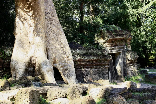Ta Prohm Tapınağı yakınlarındaki duvarda tetrameles nudiflora ağacı var. Siem Reap, Kamboçya