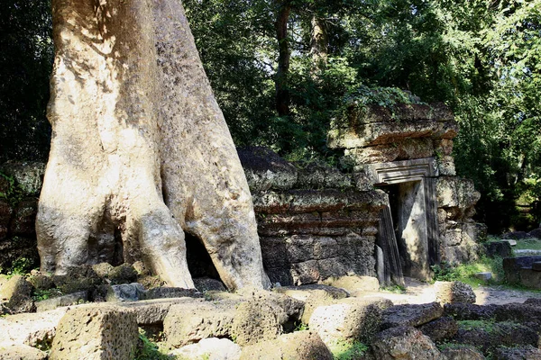 Tetrameles Nudiflora Árvore Parede Perto Templo Prohm Siem Reap Camboja — Fotografia de Stock