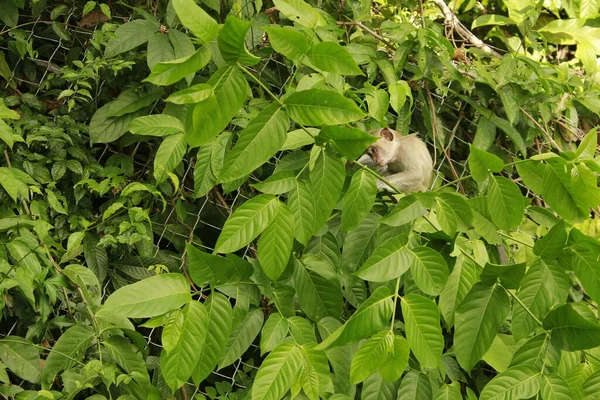 Małpa Liściach Drzewa Sihanoukville Kambodża — Zdjęcie stockowe