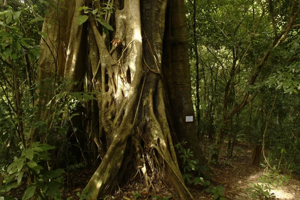 カンボジア国立公園の非常に古い木 — ストック写真
