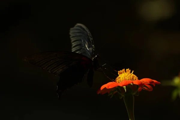 Motyl Papilio Memnona Kwiat Kep Kambodża — Zdjęcie stockowe