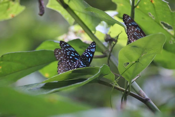 Mariposas Algodoncillo Azul Kep Camboya — Foto de Stock
