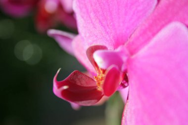Pembe orkide yakın plan.