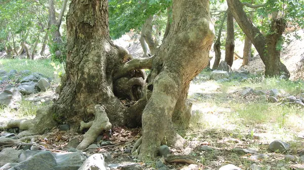 Παλιά Δέντρα Κολλάνε Μεταξύ Τους Παχιές Ρίζες Προεξέχουν Ενδιαφέρουσα Εκδήλωση — Φωτογραφία Αρχείου