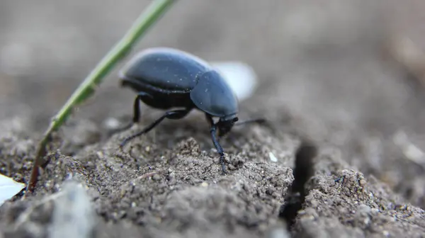 Çatlak Topraktan Çıkan Bir Bitki Yanında Duran Siyah Böcek — Stok fotoğraf