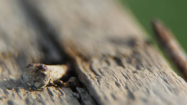 Ein Rostiger Nagel Einem Morschen Holz — Stockfoto