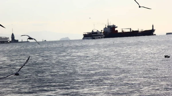 Büyük yük gemisi limana yaklaştığında. Martılar havada uçuyor.