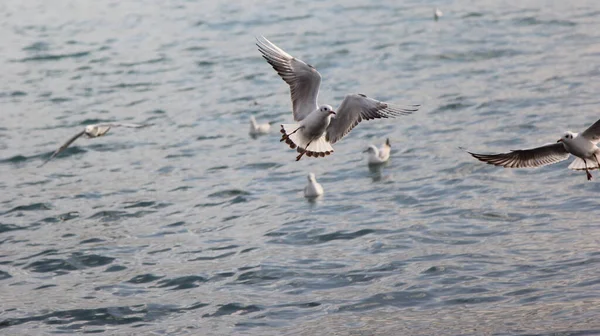 Möwen Jagen Fische Meer — Stockfoto