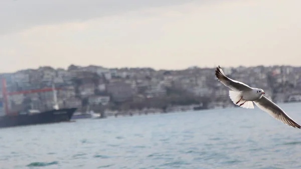 Gökyüzünde Uçan Martılar Deniz Manzarası — Stok fotoğraf