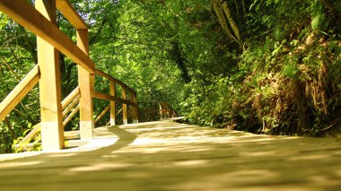 Ormanda ahşap geçit..