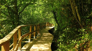 Ormanda ahşap geçit..