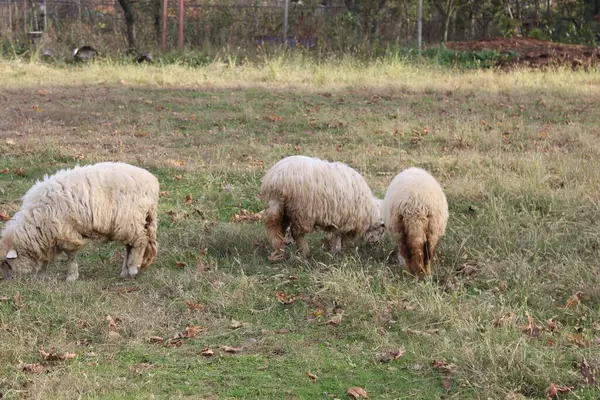 Thick Haired Sheep Roam Farm — Stock Photo, Image