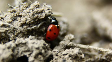 Kırmızı uğur böceği çamurda geziniyor..