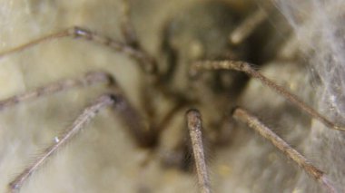 Siyah zehirli örümceğin makro görüntüsü.