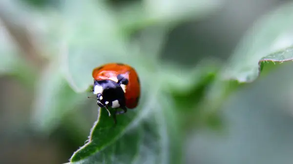 Coccinella Colore Rosso Vagando Sulla Foglia — Foto Stock