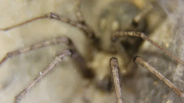 Makro Záběr Černého Jedovatého Pavouka — Stock fotografie
