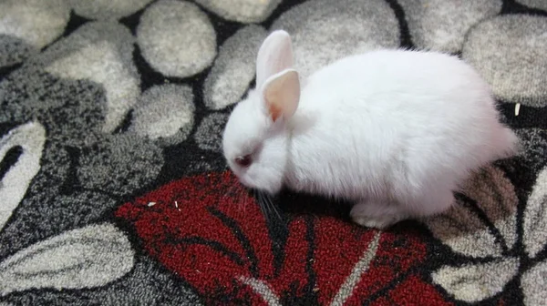 Halıdaki Çiçekli Beyaz Tavşan — Stok fotoğraf