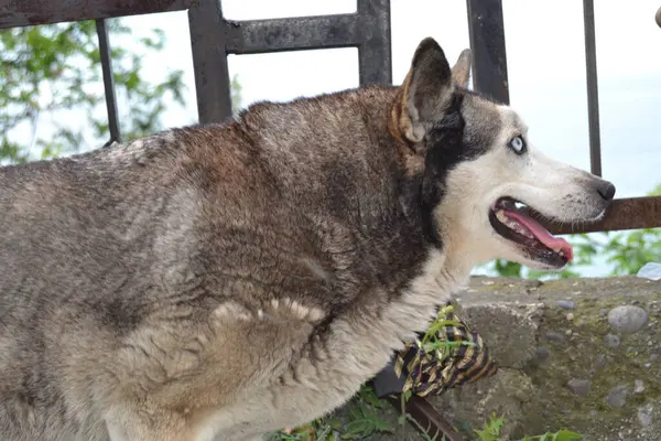 Mavi Gözlü Vahşi Kurt Köpeği — Stok fotoğraf