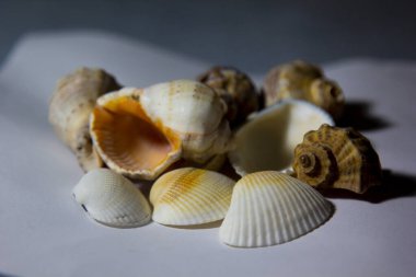Beyaz arka planda duran deniz kabukları. (dekoratif süsler).