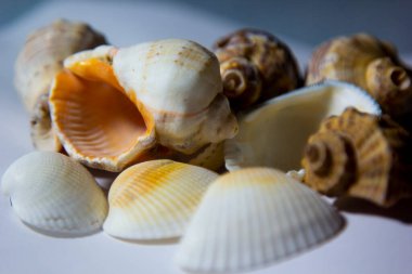 Beyaz arka planda duran deniz kabukları. (dekoratif süsler).