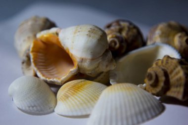 Beyaz arka planda duran deniz kabukları. (dekoratif süsler).