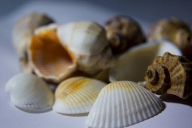 Beyaz arka planda duran deniz kabukları. (dekoratif süsler).