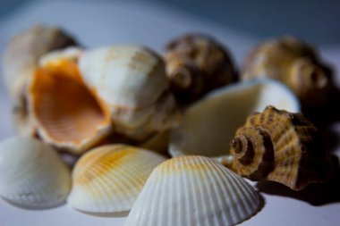 Beyaz arka planda duran deniz kabukları. (dekoratif süsler).