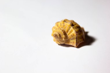 Beyaz arka planda duran deniz kabukları. (dekoratif süsler).