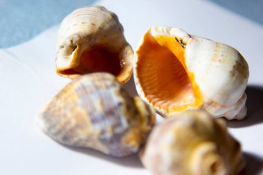 Beyaz arka planda duran deniz kabukları. (dekoratif süsler).