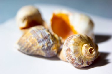 Beyaz arka planda duran deniz kabukları. (dekoratif süsler).