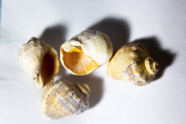 Beyaz arka planda duran deniz kabukları. (dekoratif süsler).