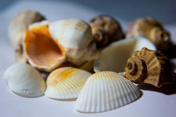 Coquilles Mer Debout Sur Fond Blanc Ornements Décoratifs — Photo