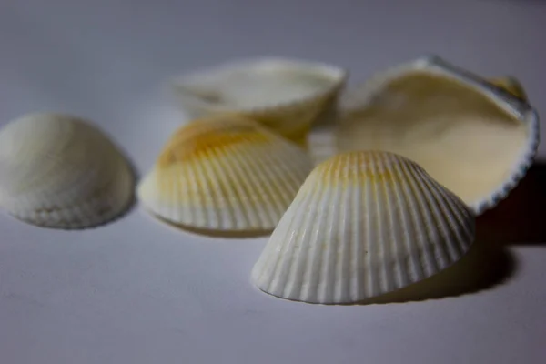 Coquilles Mer Debout Sur Fond Blanc Ornements Décoratifs — Photo